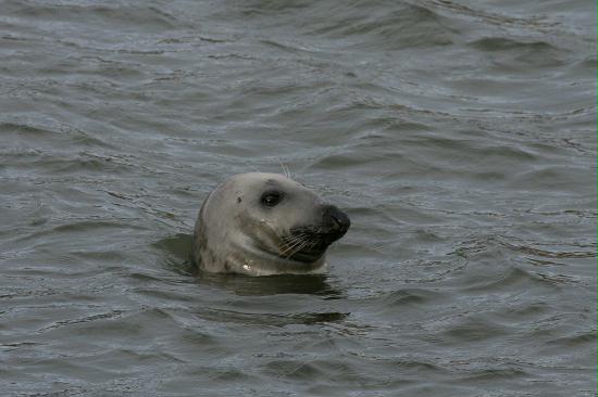 Grey or Atlantic Seal <i>Halichoerus gryphus</i>